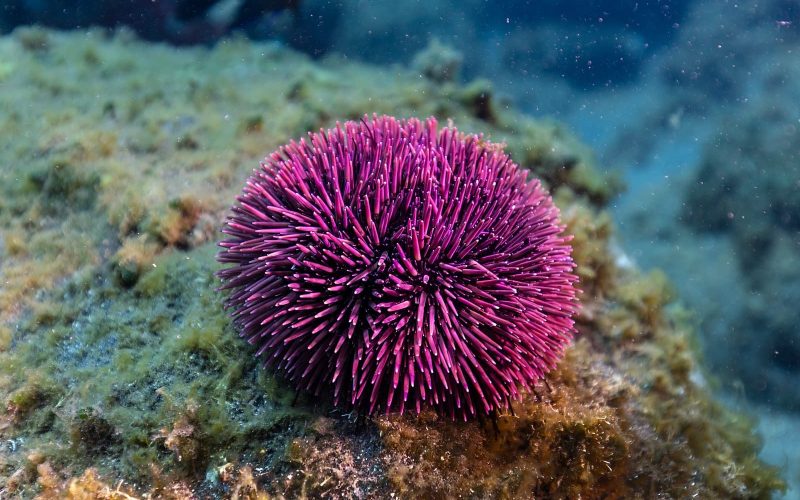 Pacific Purple Sea Urchin