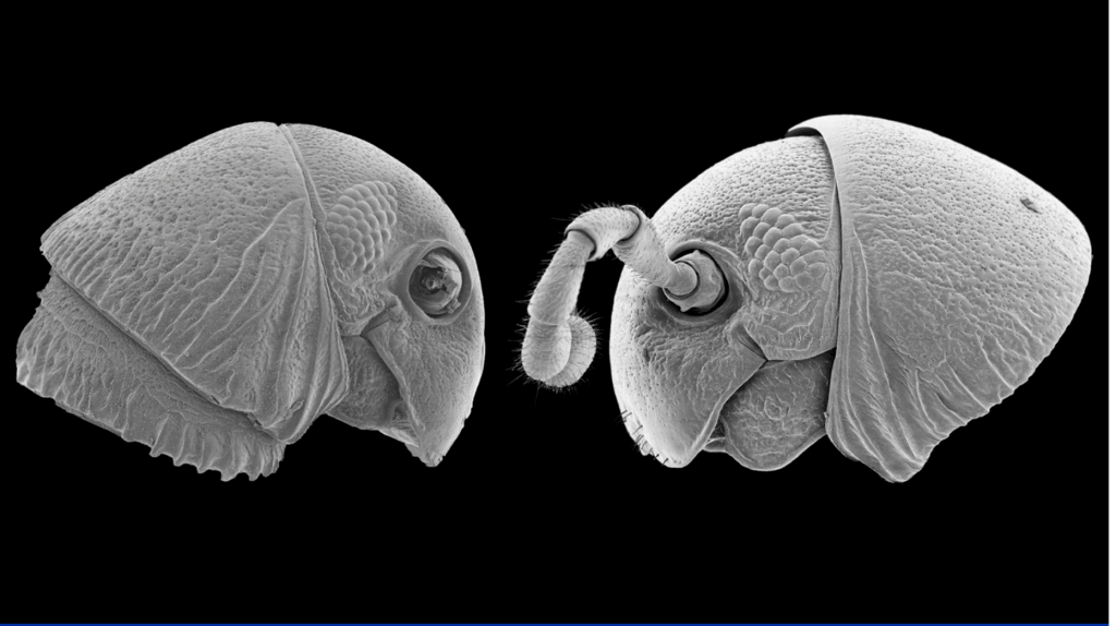 Preserved heads of two new millipede species, Lophostreptus magombera and Udzungwastreptus marianae.