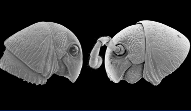 Preserved heads of two new millipede species, Lophostreptus magombera and Udzungwastreptus marianae.