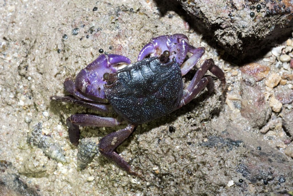 Purple Climber Crab