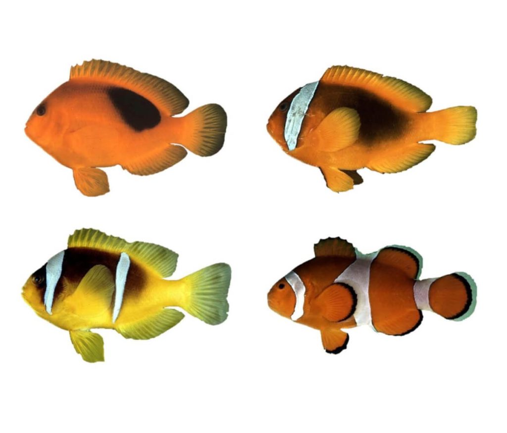 Researchers in Japan say clownfish count to distinguish between friends and foes