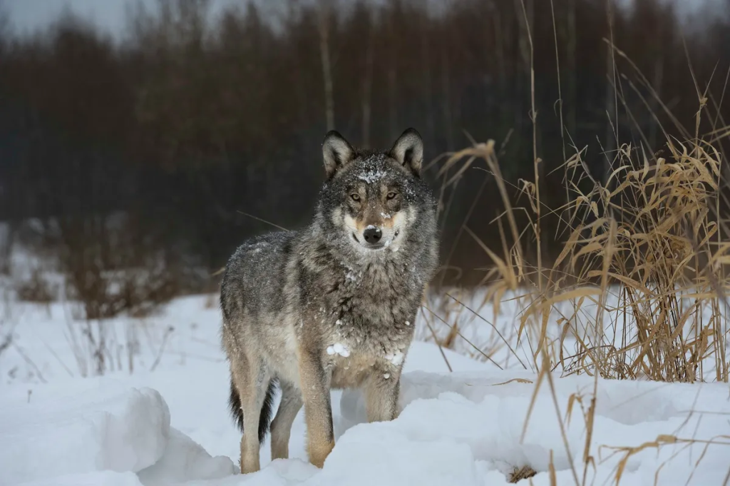 The population density of wolves in Chernobyl is seven times greater than surrounding areas in Urkaine