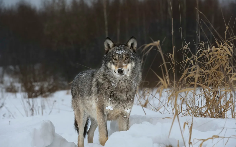 The population density of wolves in Chernobyl is seven times greater than surrounding areas in Urkaine