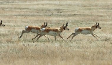 The pronghorn antelope makes the longest land migration in the continental United States.