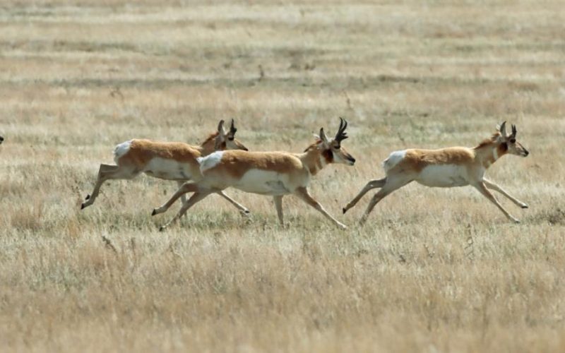 The pronghorn antelope makes the longest land migration in the continental United States.