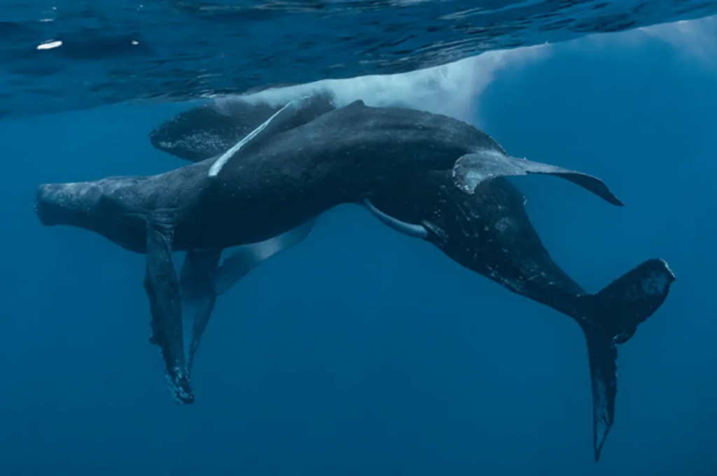 The whales were observed off the coast of Maui, Hawaiʻi.