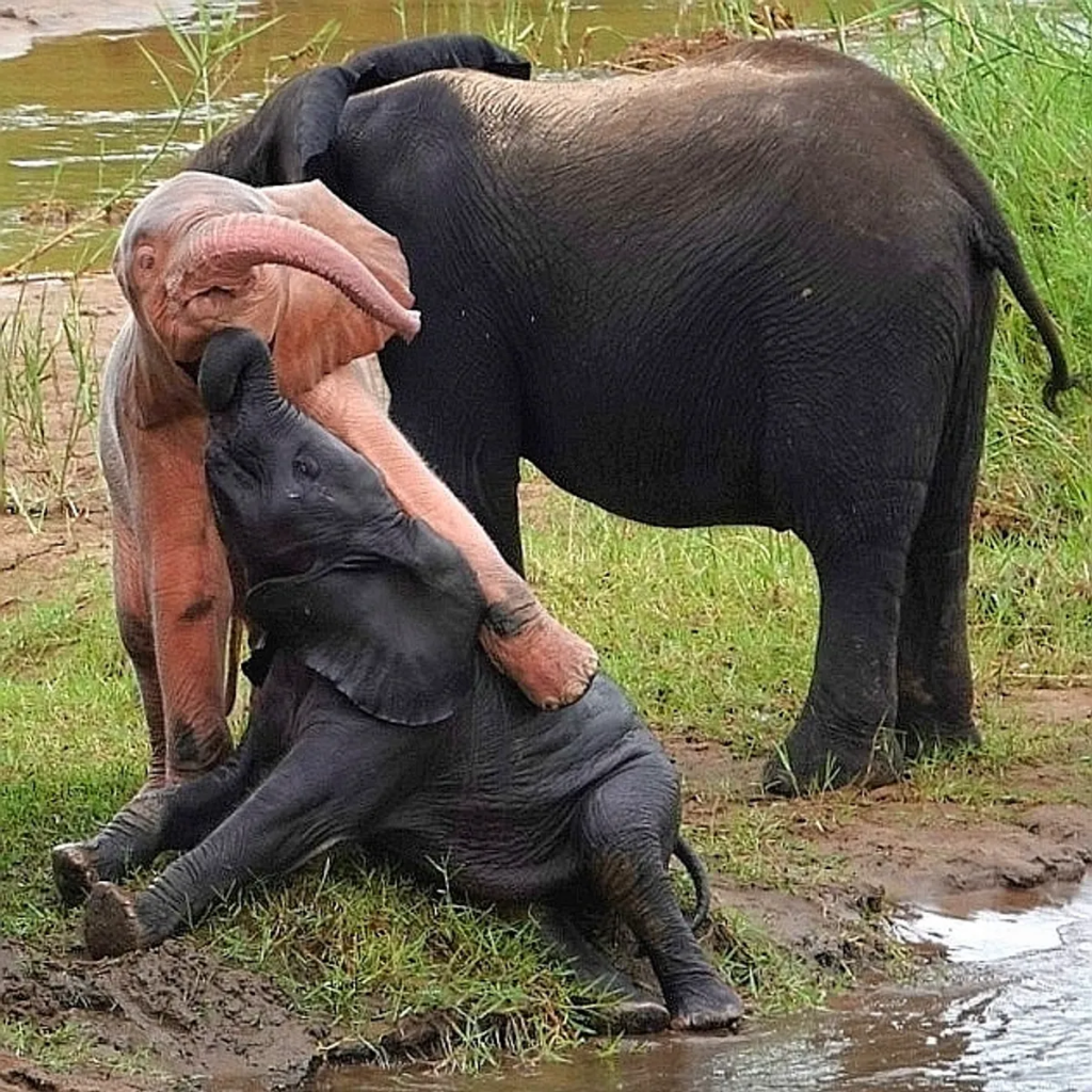 While elephants can be rejected from their herd for being albino this little bull has family to play with.