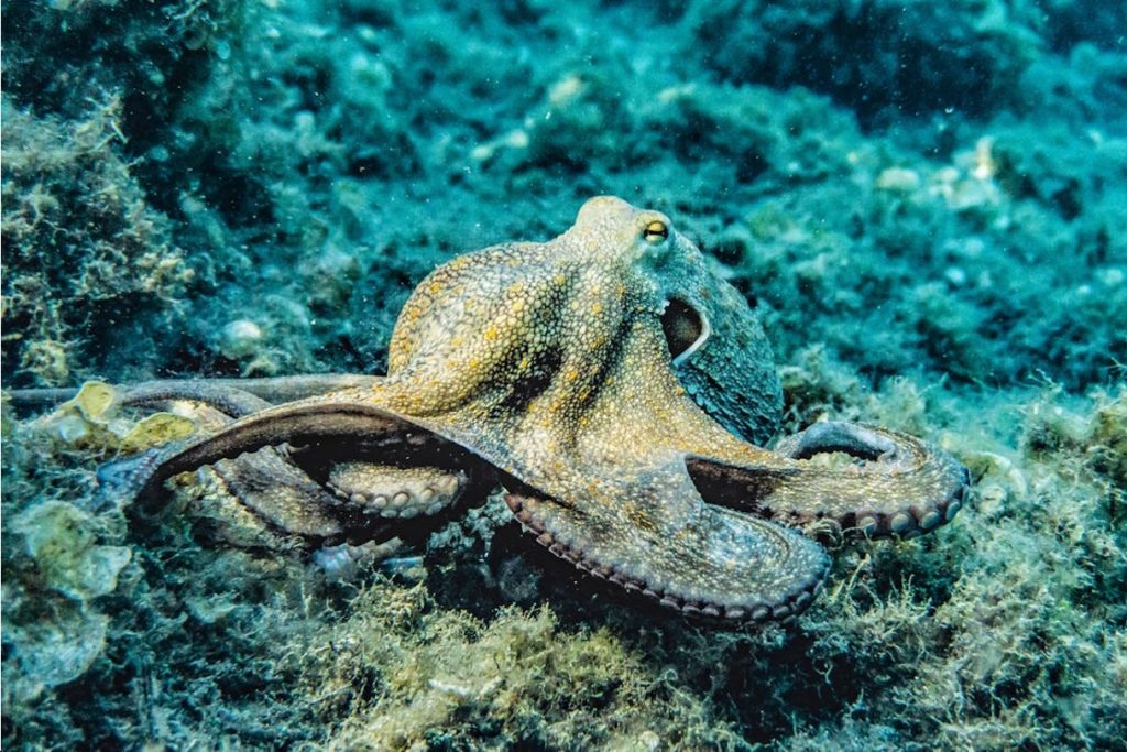 Octopus and squid use the same, well-established sex selection system, but it was the Californian two-spot octopus that alerted us.